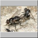 Calyptrata spp - Fliegenpaar 01 4-5mm Lehmkuhle.jpg